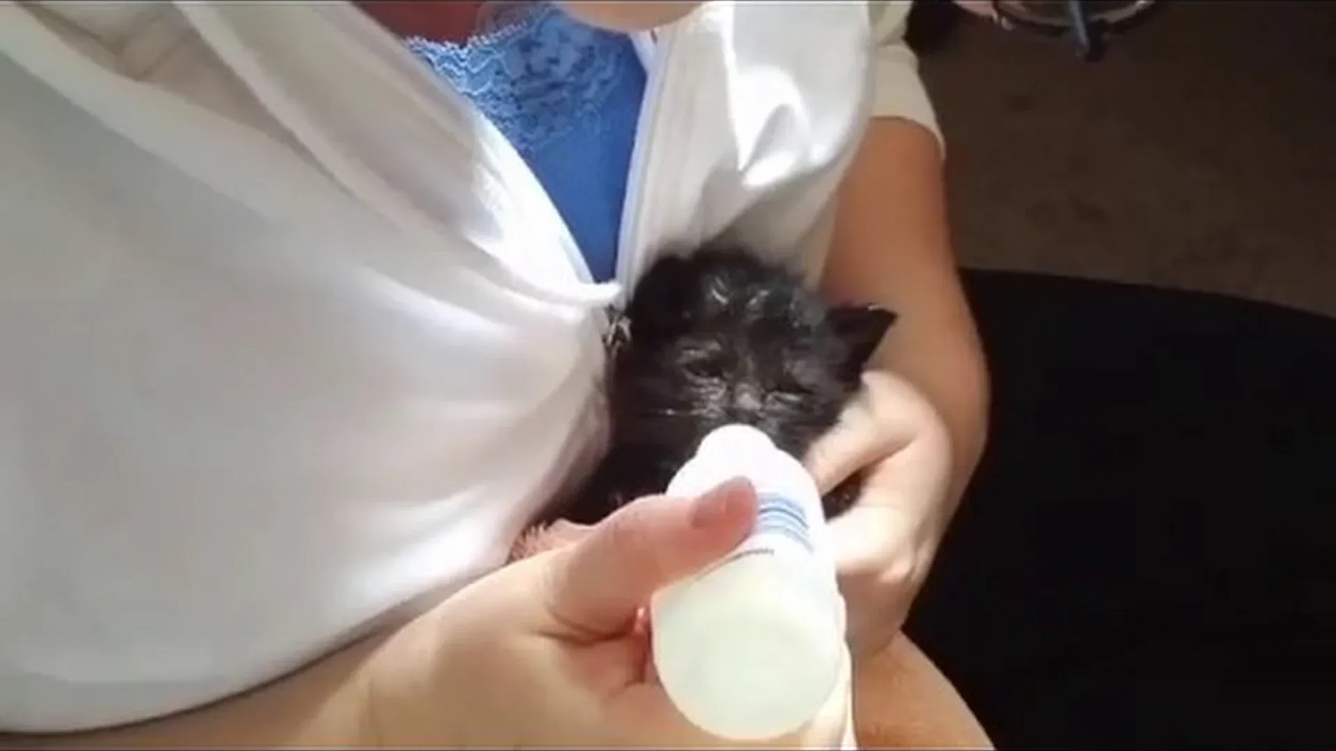 Orphaned Kitten Formula & supplies (for a litter for 1 day)