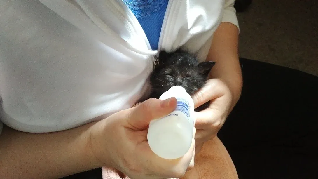 Orphaned Kitten Formula & supplies (for a litter for 1 day)