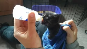 Orphaned Kitten Formula & supplies (for a litter for 1 day)